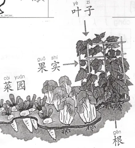 根