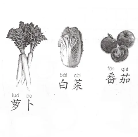 萝卜白菜番茄