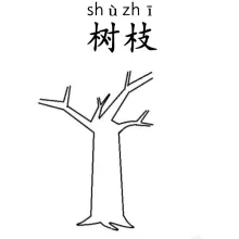 树枝 shuzhi