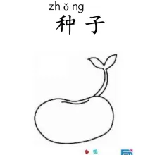 种子 zhongzi