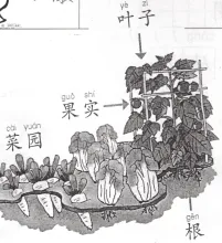 叶子