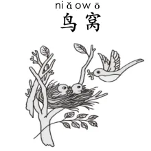 鸟窝 niaowo